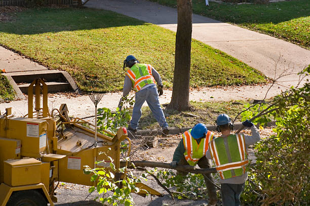 Best Tree Disease Treatment  in Camp Point, IL